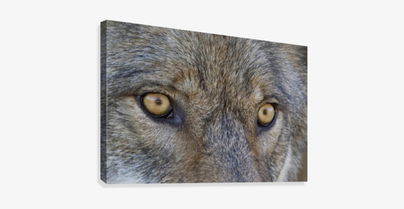 Close Up Of Face And Eyes Of A Gray Wolf, Denal National - Posterazzi Close Up Of Face And Eyes, transparent png