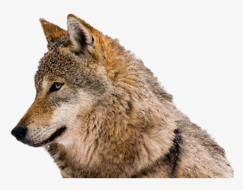 Wolf-nobackground - Mensagem De Bom Dia Com Lobos, transparent png