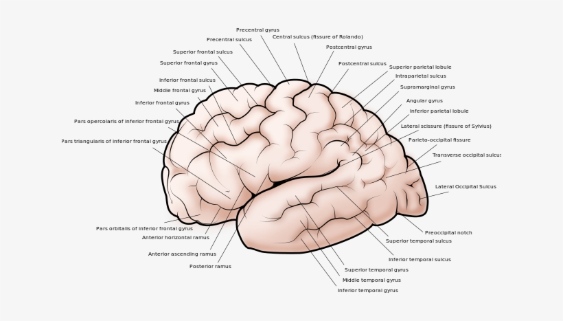 The Allen Institute For Brain - Gyri And Sulci, transparent png