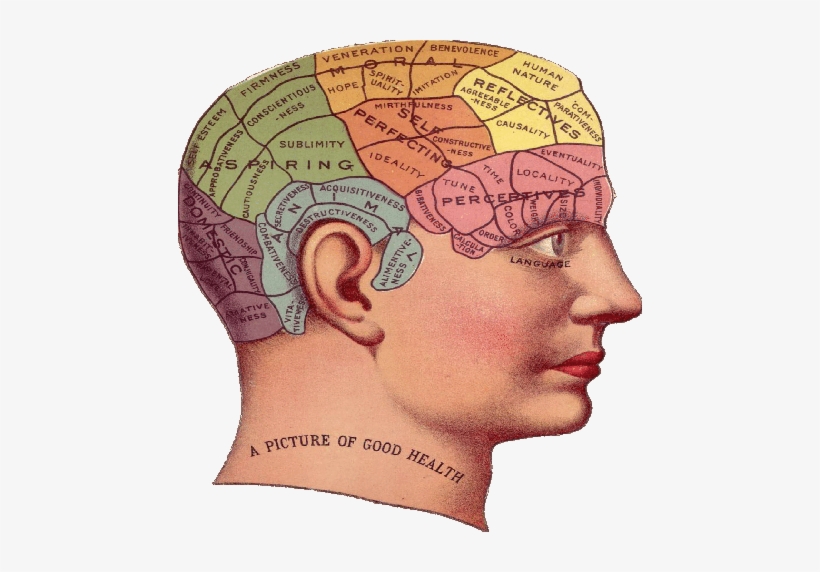 The Future Of The Human Brain - Phrenology Head, transparent png