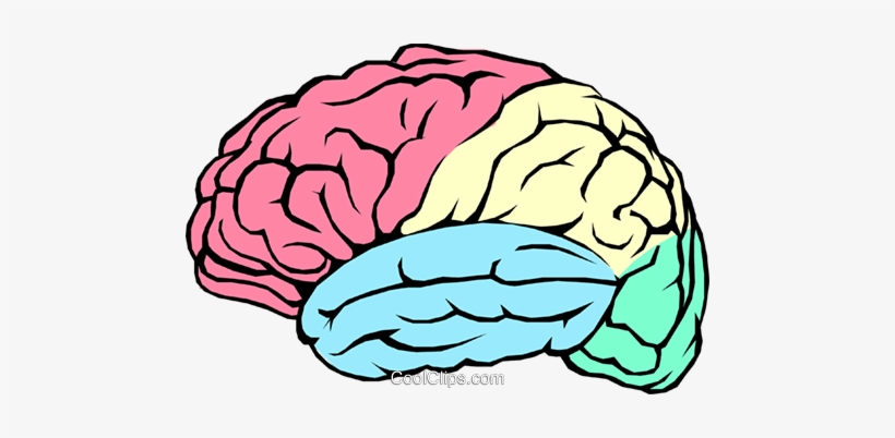 The Human Brain Royalty Free Vector Clip Art Illustration - Brain Transparent, transparent png