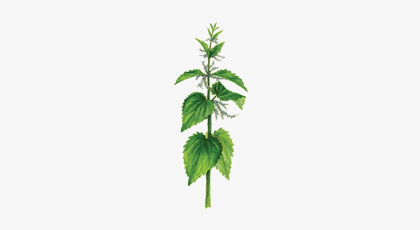 Blossoming Nettle - Portable Network Graphics, transparent png