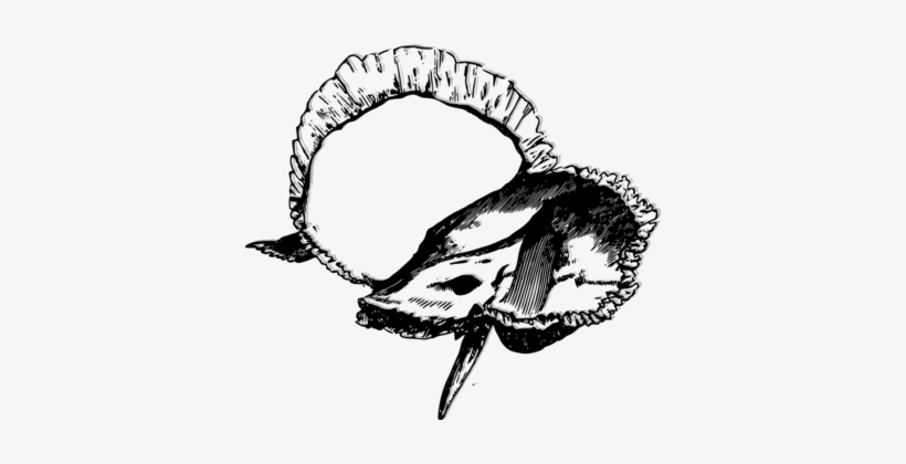 Skull Drawing Temporal Bone Human Skeleton - Human Temporal Bone Ear Bone, transparent png