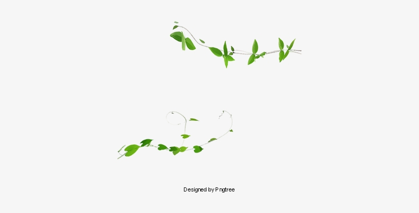 Ivy Vines, Plant, Green, Ivy Png And Psd - Portable Network Graphics, transparent png