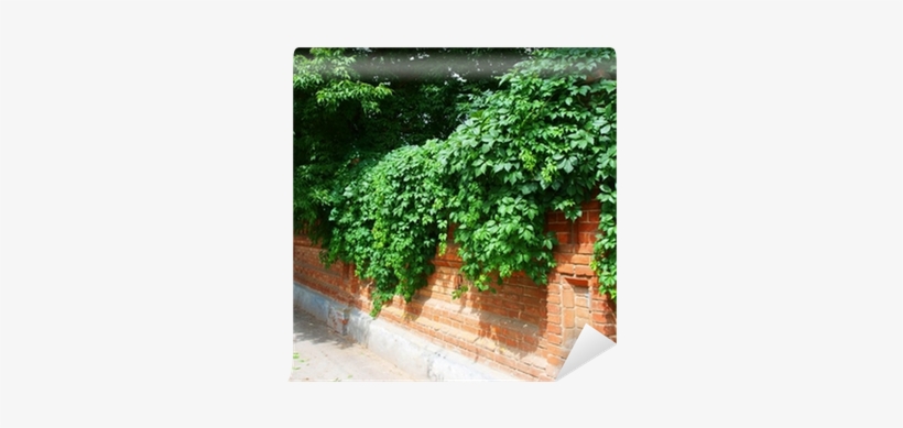 Stone Wall Of The Old Brick And Green Vines Wall Mural - Stone Wall Of The Old Brick Large Tote Bag, Adult Unisex,, transparent png