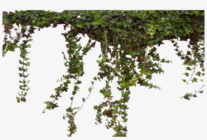 0328095052251 04 Ivy0062 4 L 1 1 - Vines Transparent Png, transparent png