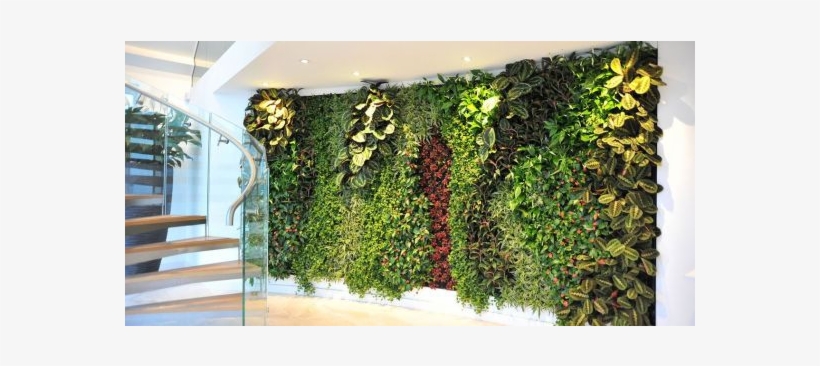Living Plant Walls - Wall, transparent png