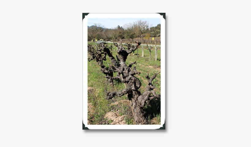 There Are Other Quirks, Including The Striking Artwork - Eastern Prickly Pear, transparent png