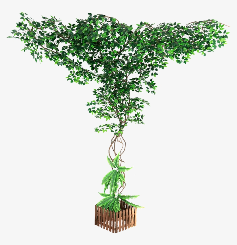 Color Classification, Banc Tree Leaf Banc Tree Leaf - Plants, transparent png
