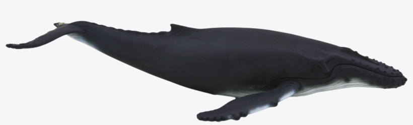 Humpback Whale - Animal Planet - Humpback Whale, transparent png
