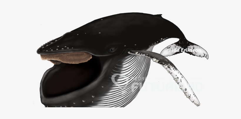 Azores Whale Watching Futurismo - Blue Whale, transparent png