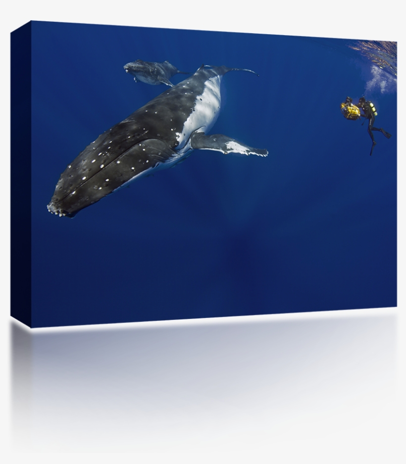 Humpback Whale Diver - Underwater, transparent png