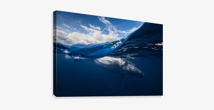 Humpback Whale And The Sky Canvas Print - Barathieu Gabriel Canvas Prints - Humpback Whale, transparent png