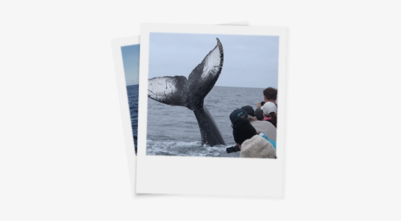 Have A Whale Of A Time - Juneau, transparent png