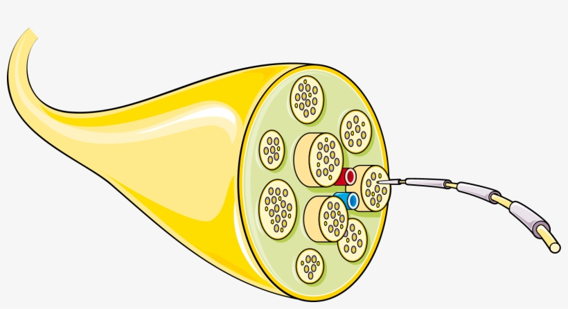 Nerf - Structure D Un Nerf, transparent png