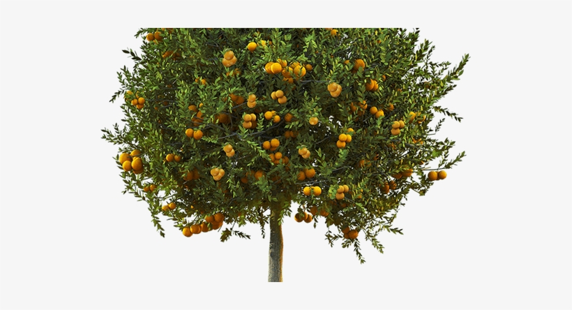 Clorose Variegada Dos Citros Ou Amarelinho, Xylella - Gospel Of Adam [book], transparent png