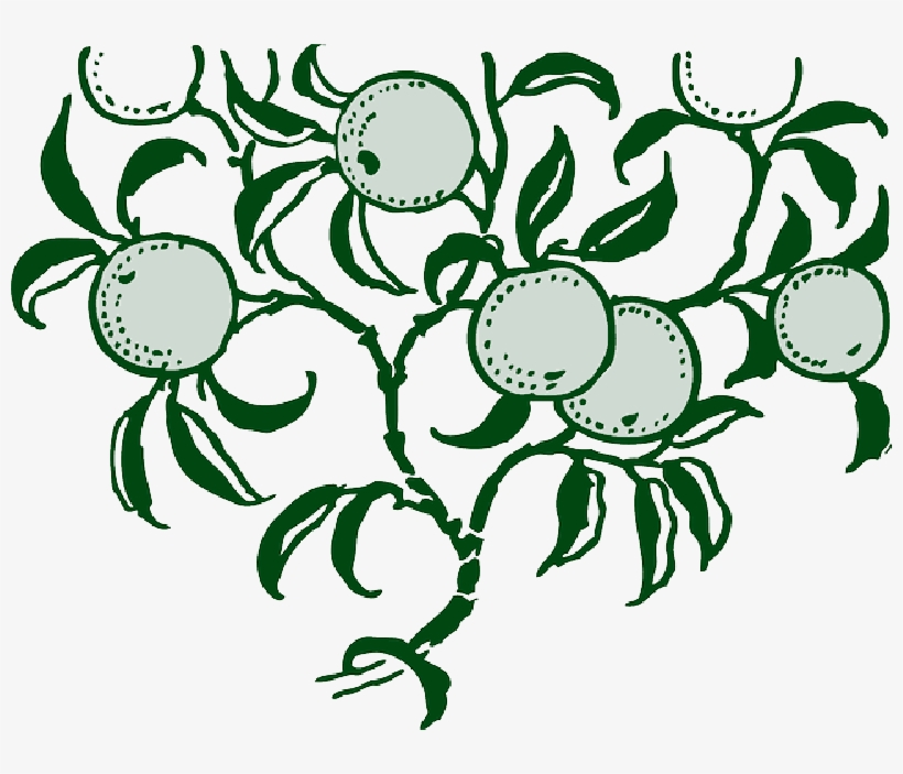 Mb Image/png - Oranges On Tree Shower Curtain, transparent png