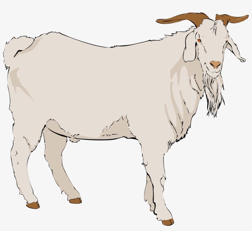 Goat Vector Background - Goat Clipart, transparent png