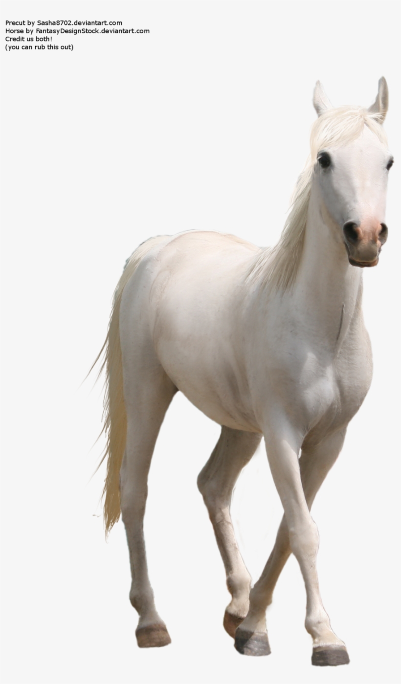 Horse Png Transparent Images Png All - Horse Png, transparent png