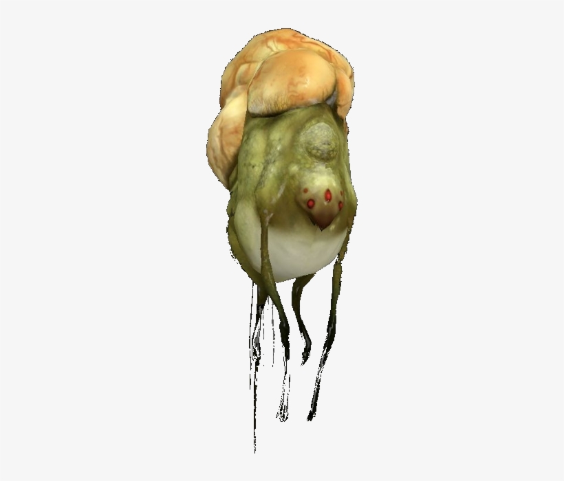 Gasbag - Woodpecker Finch, transparent png