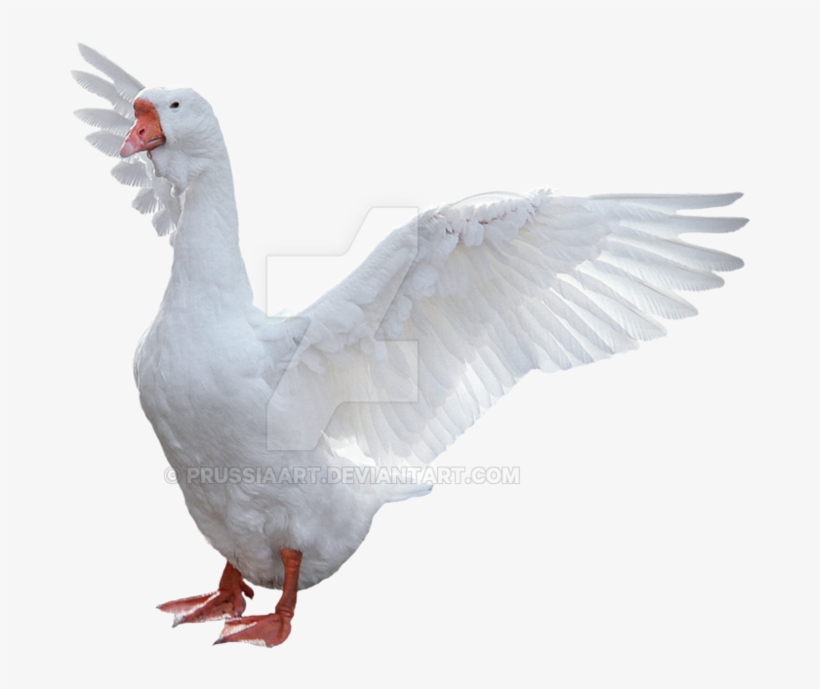 Goose Png Picture - Goose Png, transparent png