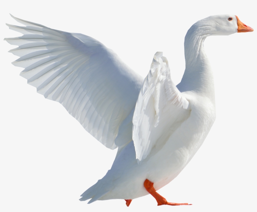 Goose Flying Png Image - Swimming Duck Png, transparent png