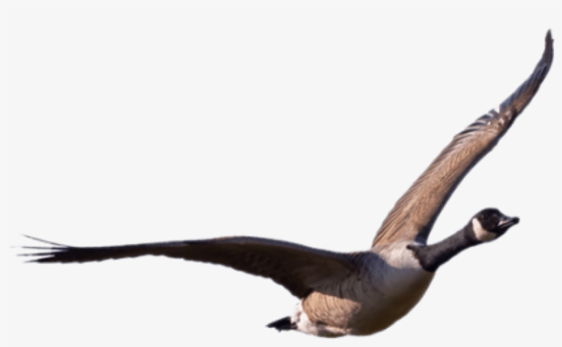 Free Png Goose Png Images Transparent - Canadian Goose Flying Png, transparent png