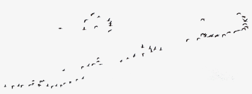 Goose Transparent Flight Clipart Royalty Free Download - Flock Of Geese Png, transparent png