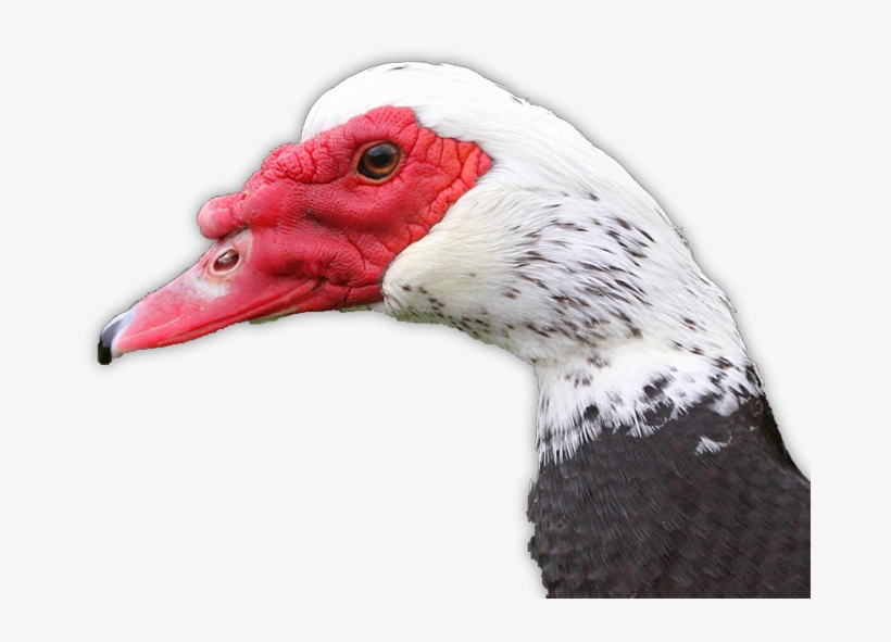 Greg Carlson - - Canvasback Duck, transparent png