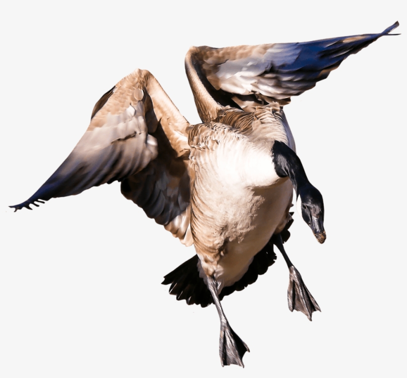 Goose Png - Aves De Capoeira Png, transparent png