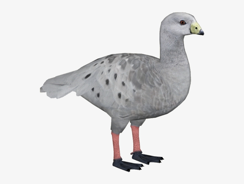Cape Barren Goose - Wiki, transparent png
