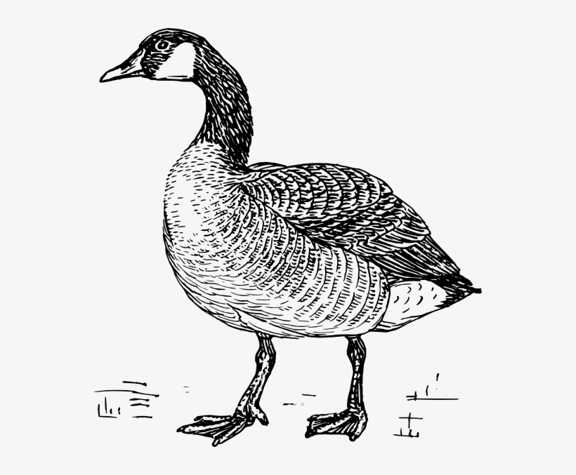 Goose Svg Clip Arts 552 X 597 Px, transparent png