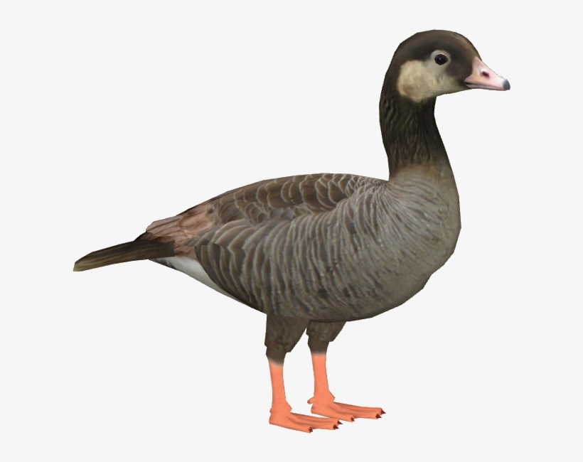 Canlag Goose - Duck, transparent png