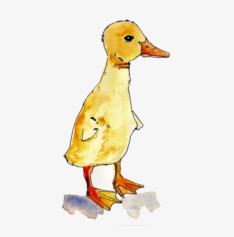 Watercolors Are Beautiful, Arent They I Am Learning - Duck, transparent png