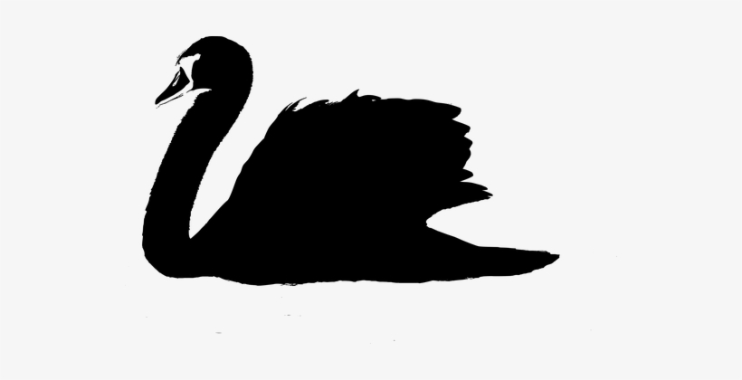 Swan, Bird, Lake, Animal, Black - Illustration, transparent png