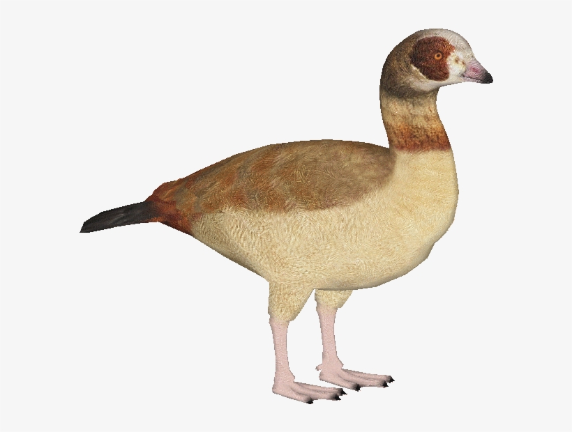 Egyptiangoose - Zt2 Download Library Ducks, transparent png