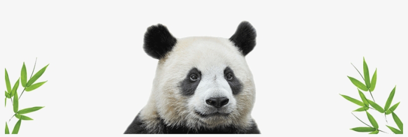 Giant Panda Png - Maya Bamboo From The Natural Collection By Sixtrees, transparent png