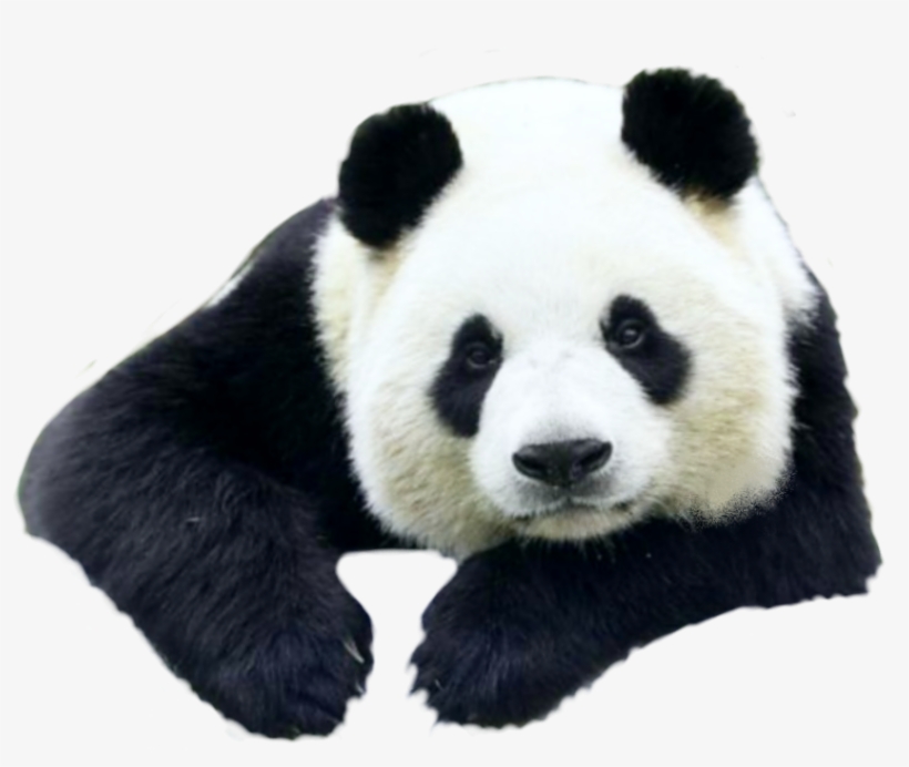 Petsandanimals Animals Animal Panda Pandas Ftestickers - Giant Panda, transparent png