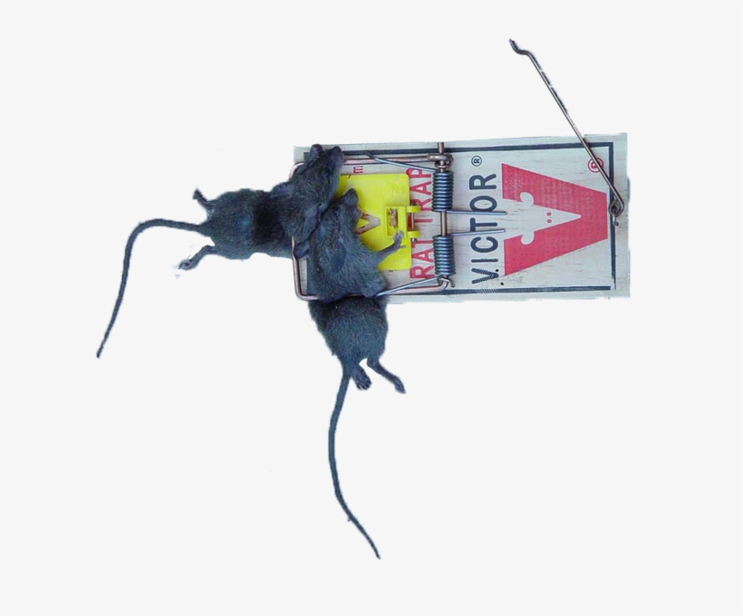 Rat Trap Snitches Beware - Victor Rat Trap, transparent png