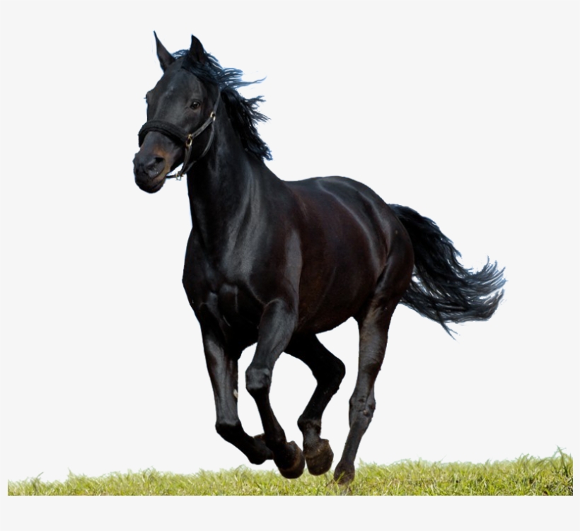 Black Horse Psd Runing - Png Horse, transparent png