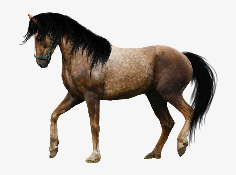 Horse Png Image - Beautiful Horse Png, transparent png
