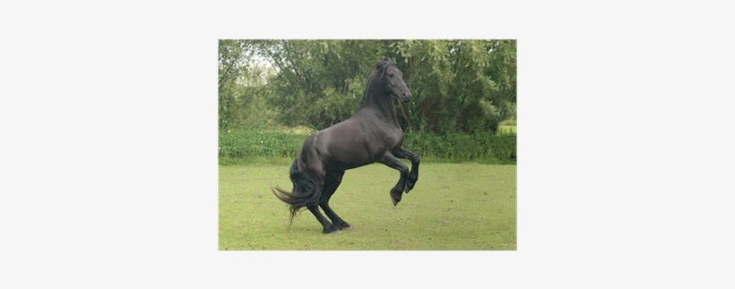 Black Horse Rearing, transparent png
