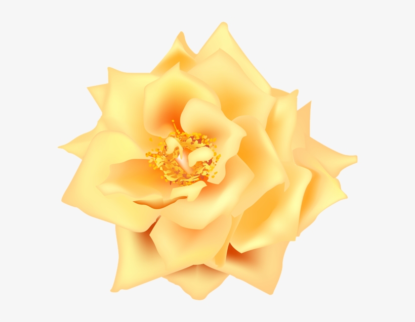 Floribunda, transparent png