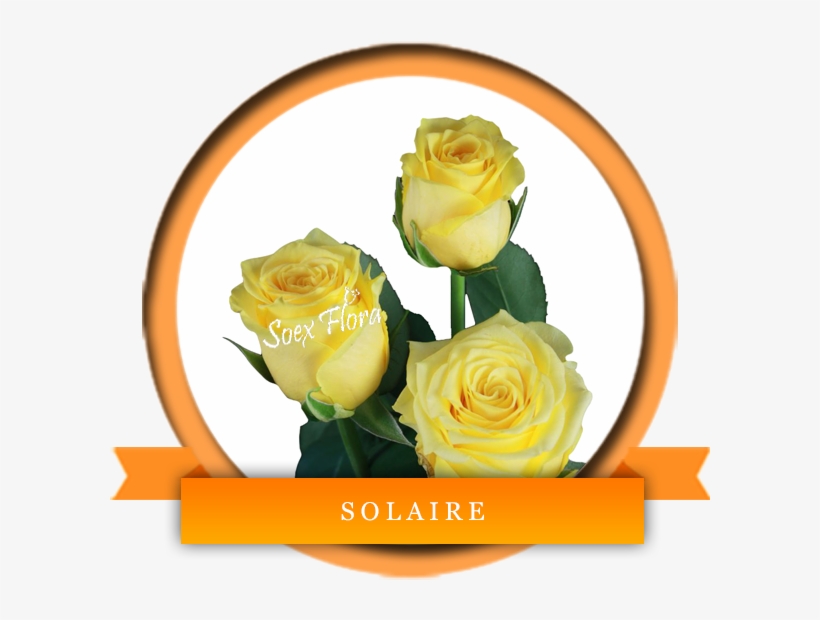 Premium Rose With A Very Big Bloom Solaire Is A Deep - Solarie Roses, transparent png