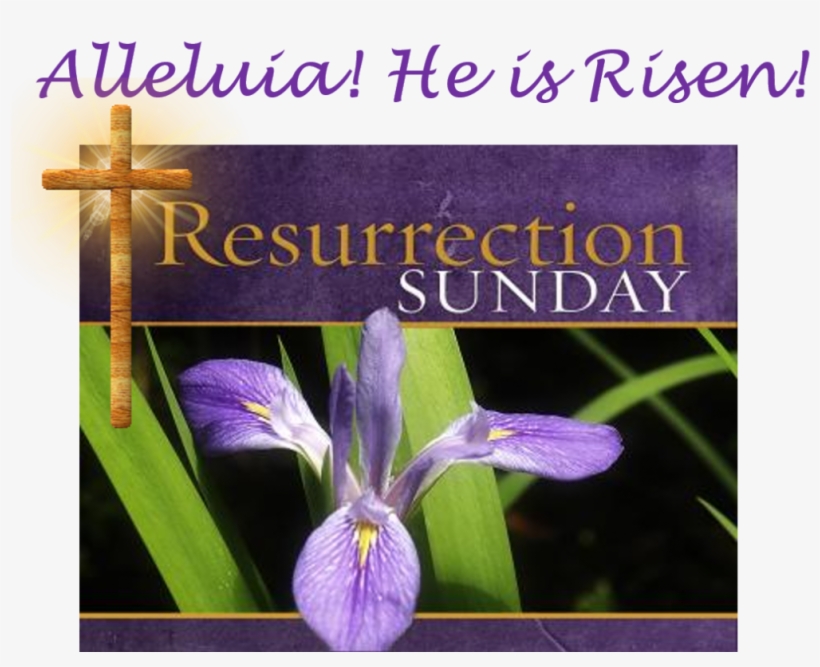 “he Is Not Here - Gorgeous Hair Is The Best Revenge 2.25” Large Button, transparent png