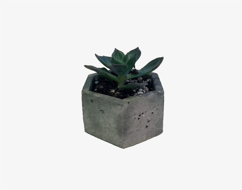 Succulent Png Freeuse Stock - Flowerpot, transparent png