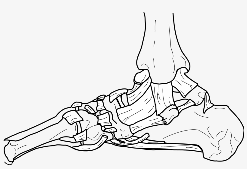 Joint Bone Human Body - Bone, transparent png