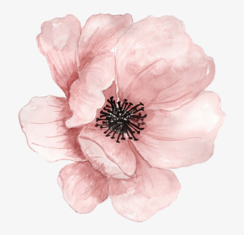 Flower Flowers Watercolor Pink Pastel Ftestickers Transparent
