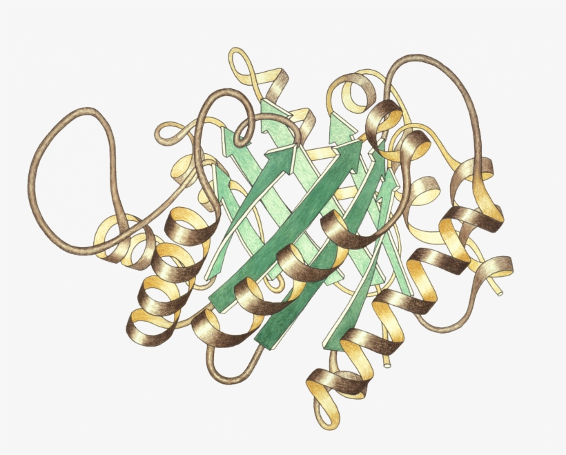 Triosephosphateisomerase Ribbon Pastel Trans - Biological Inorganic Chemistry By Crichton, transparent png