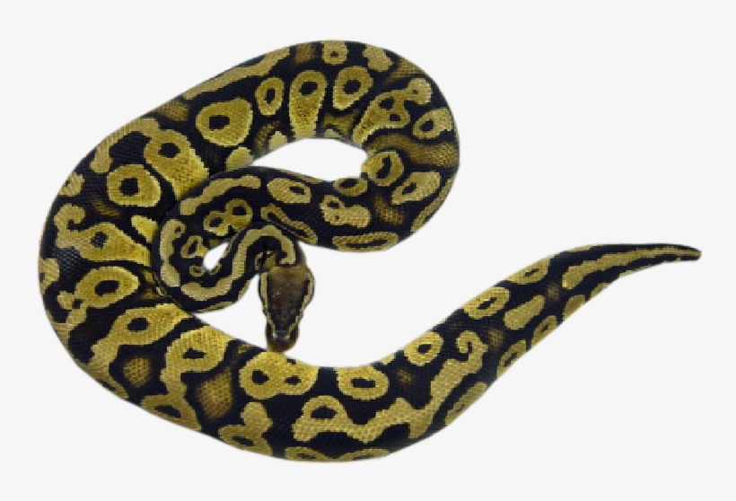 Pastel - Snakes, transparent png